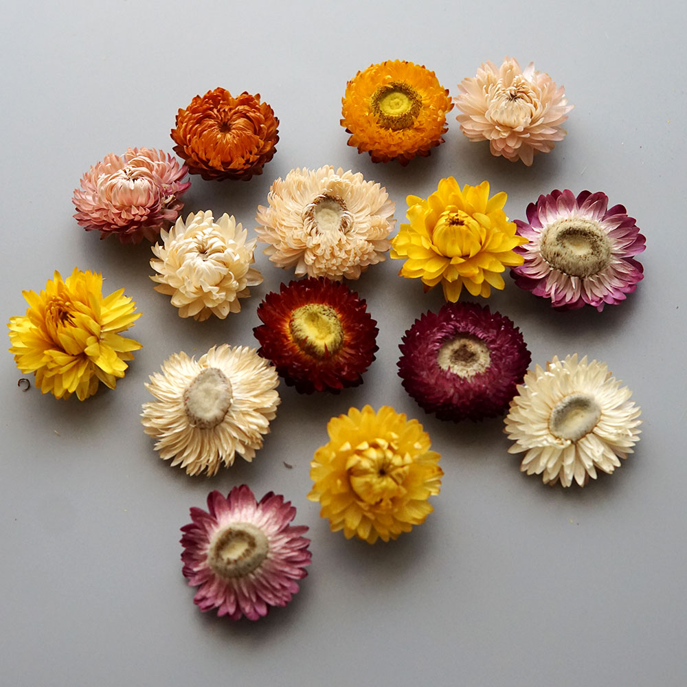 Natural Dried Colorful Chrysan - Baby Products Dropshipping ulasan dan harga