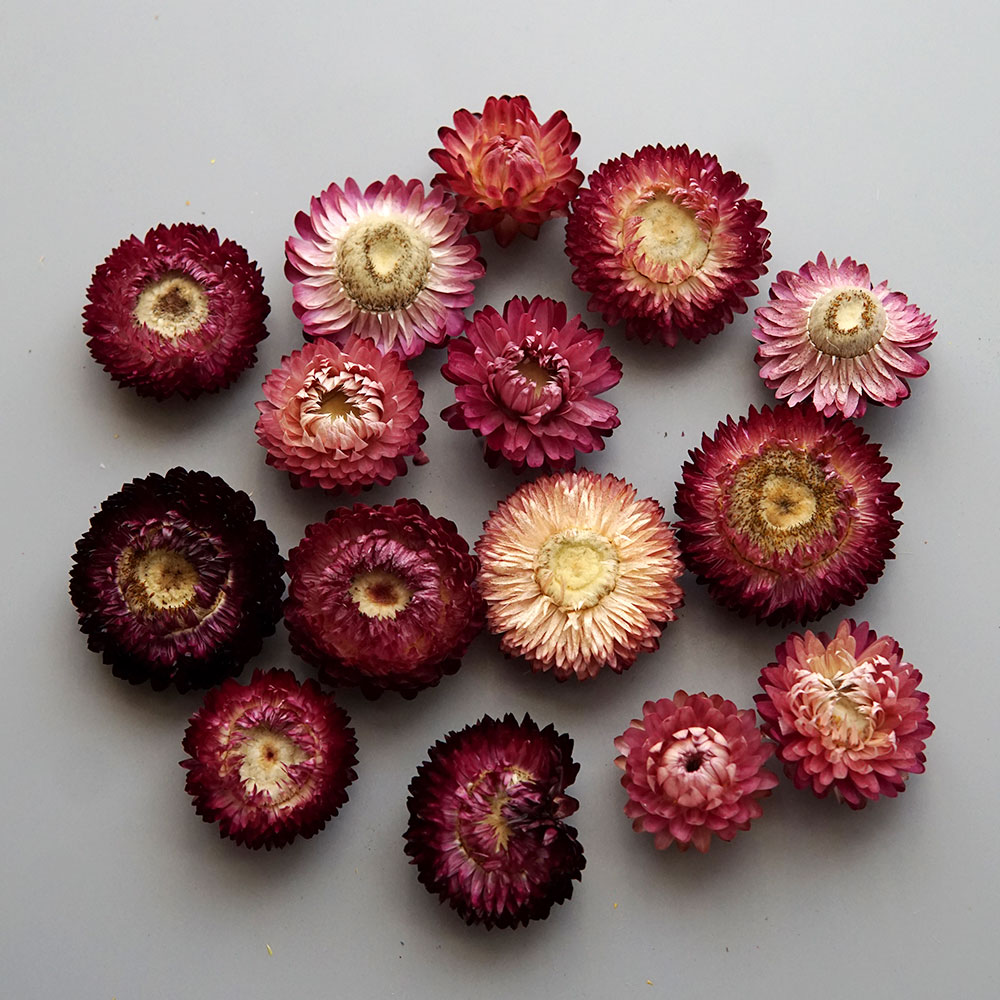 Natural Dried Colorful Chrysan - Baby Products Dropshipping ulasan dan harga