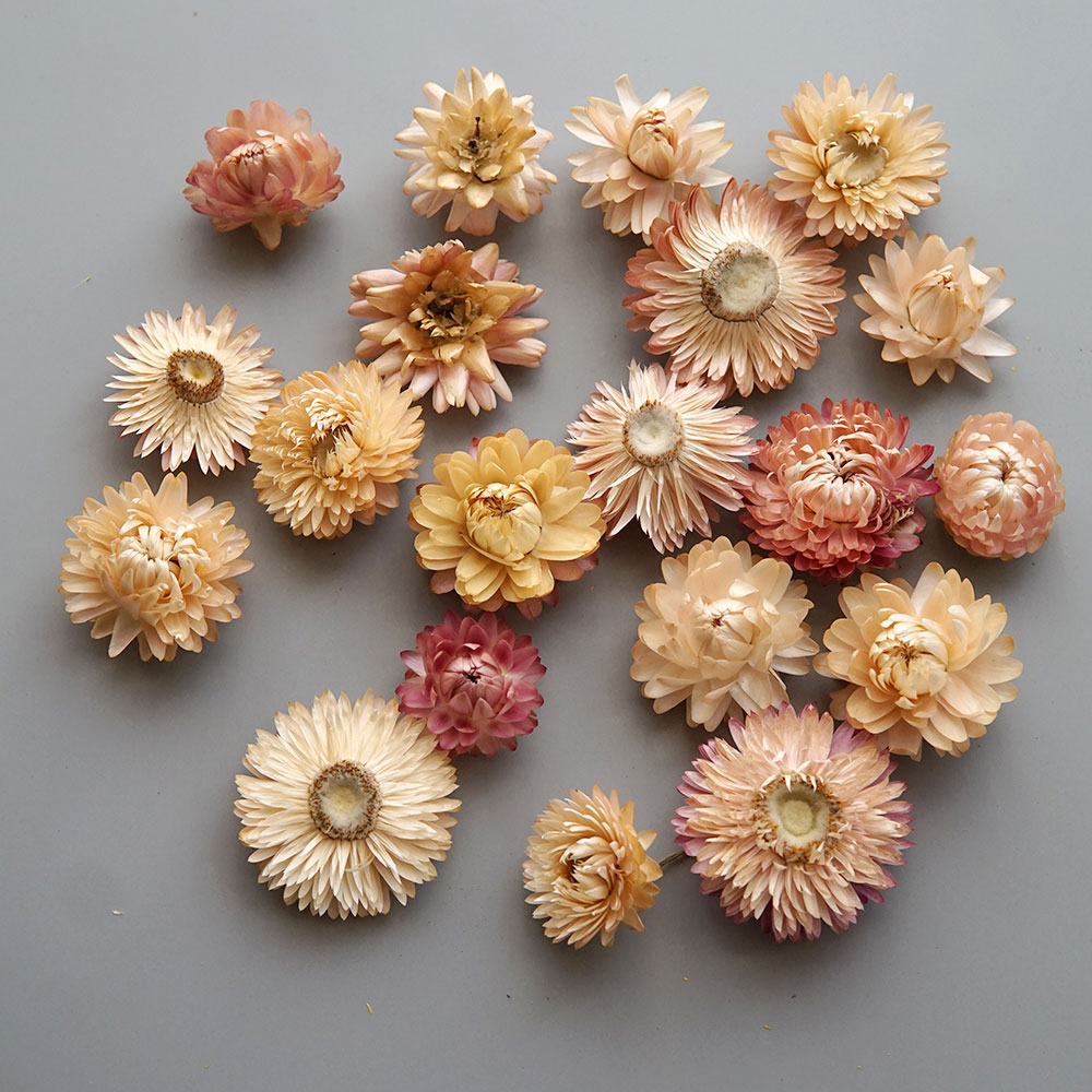 Natural Dried Colorful Chrysan - Baby Products Dropshipping ulasan dan harga